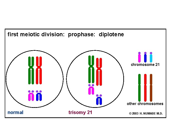 first meiotic division: prophase: diplotene chromosome 21 other chromosomes normal trisomy 21 © 2003