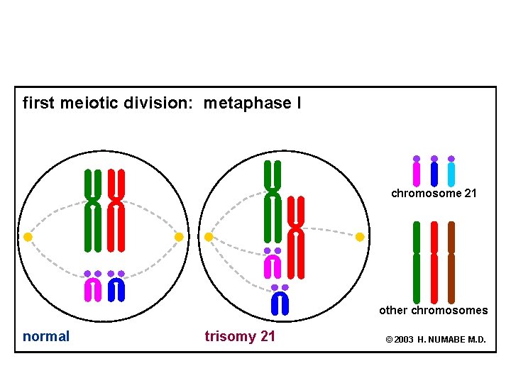 first meiotic division: metaphase I chromosome 21 other chromosomes normal trisomy 21 © 2003