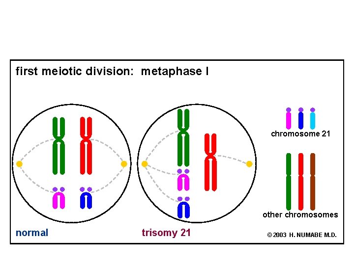 first meiotic division: metaphase I chromosome 21 other chromosomes normal trisomy 21 © 2003
