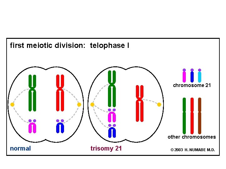 first meiotic division: telophase I chromosome 21 other chromosomes normal trisomy 21 © 2003