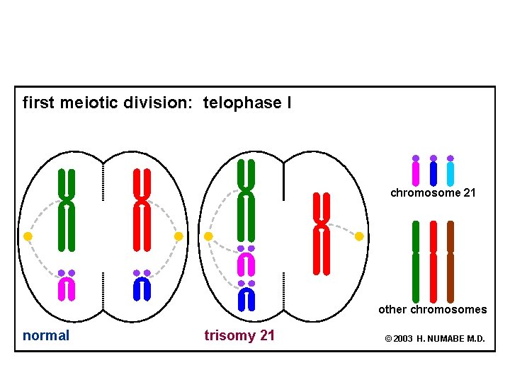 first meiotic division: telophase I chromosome 21 other chromosomes normal trisomy 21 © 2003