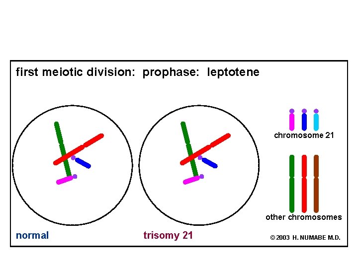 first meiotic division: prophase: leptotene chromosome 21 other chromosomes normal trisomy 21 © 2003