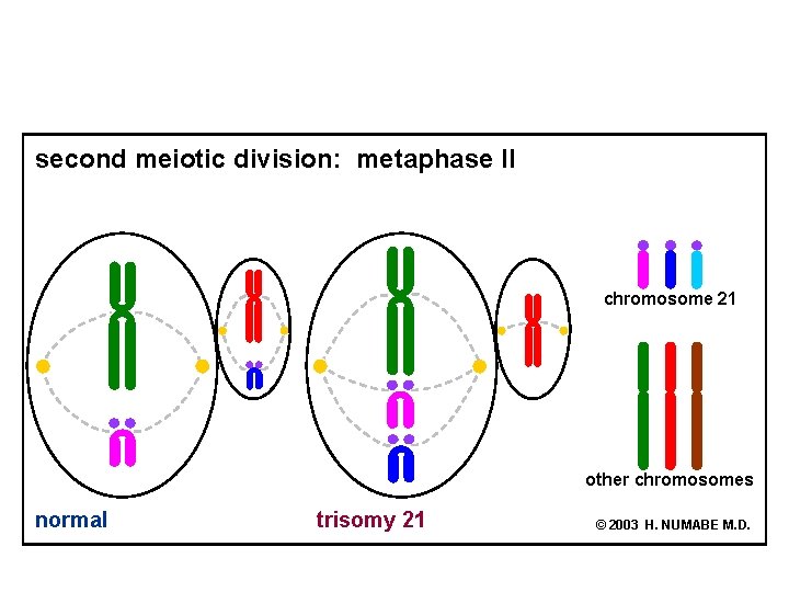 second meiotic division: metaphase II chromosome 21 other chromosomes normal trisomy 21 © 2003