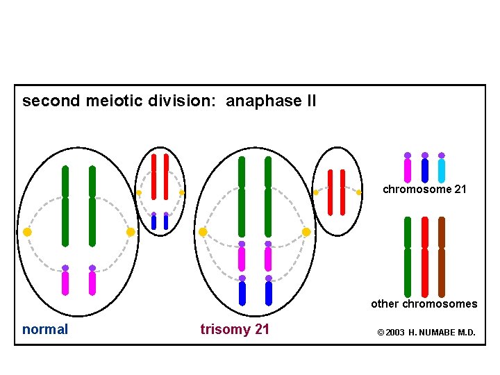 second meiotic division: anaphase II chromosome 21 other chromosomes normal trisomy 21 © 2003