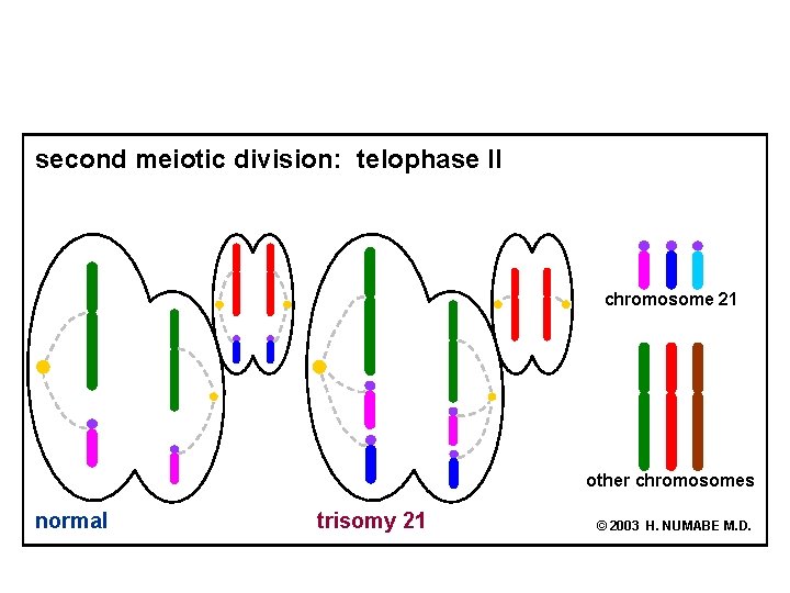 second meiotic division: telophase II chromosome 21 other chromosomes normal trisomy 21 © 2003