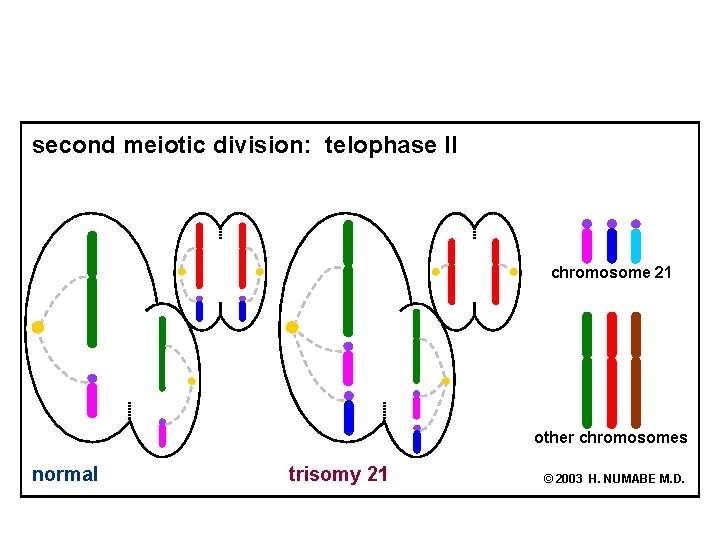 second meiotic division: telophase II chromosome 21 other chromosomes normal trisomy 21 © 2003