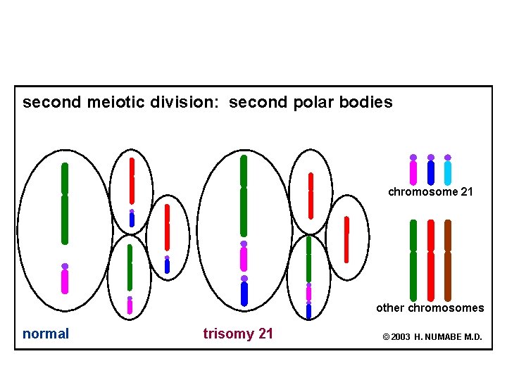 second meiotic division: second polar bodies chromosome 21 other chromosomes normal trisomy 21 ©