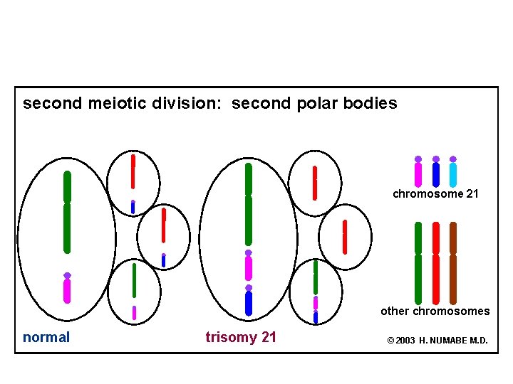 second meiotic division: second polar bodies chromosome 21 other chromosomes normal trisomy 21 ©