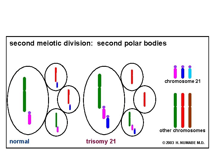 second meiotic division: second polar bodies chromosome 21 other chromosomes normal trisomy 21 ©