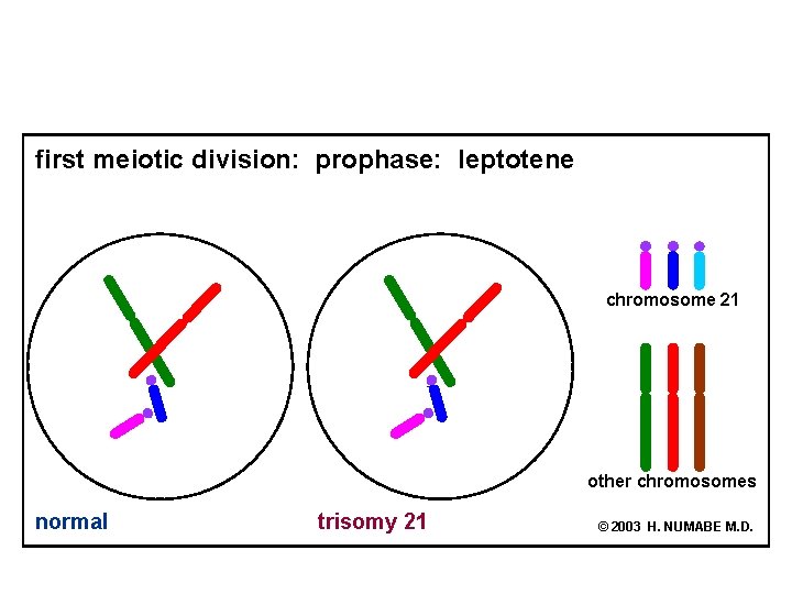 first meiotic division: prophase: leptotene chromosome 21 other chromosomes normal trisomy 21 © 2003