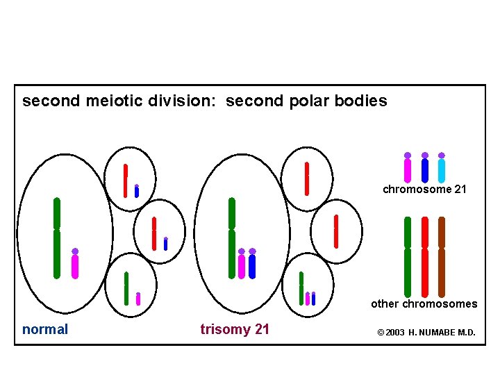 second meiotic division: second polar bodies chromosome 21 other chromosomes normal trisomy 21 ©