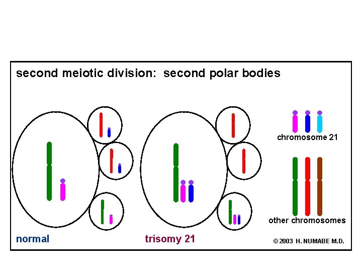 second meiotic division: second polar bodies chromosome 21 other chromosomes normal trisomy 21 ©