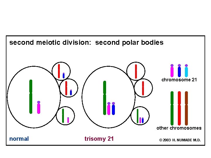 second meiotic division: second polar bodies chromosome 21 other chromosomes normal trisomy 21 ©