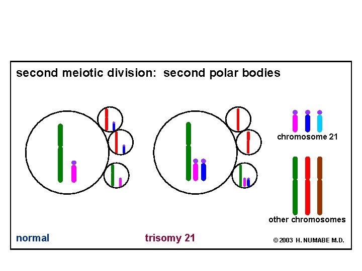 second meiotic division: second polar bodies chromosome 21 other chromosomes normal trisomy 21 ©