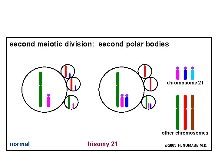 second meiotic division: second polar bodies chromosome 21 other chromosomes normal trisomy 21 ©