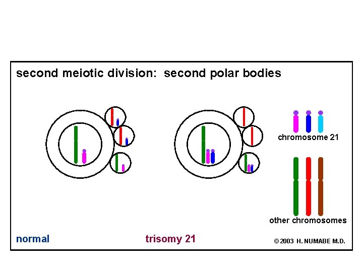 second meiotic division: second polar bodies chromosome 21 other chromosomes normal trisomy 21 ©