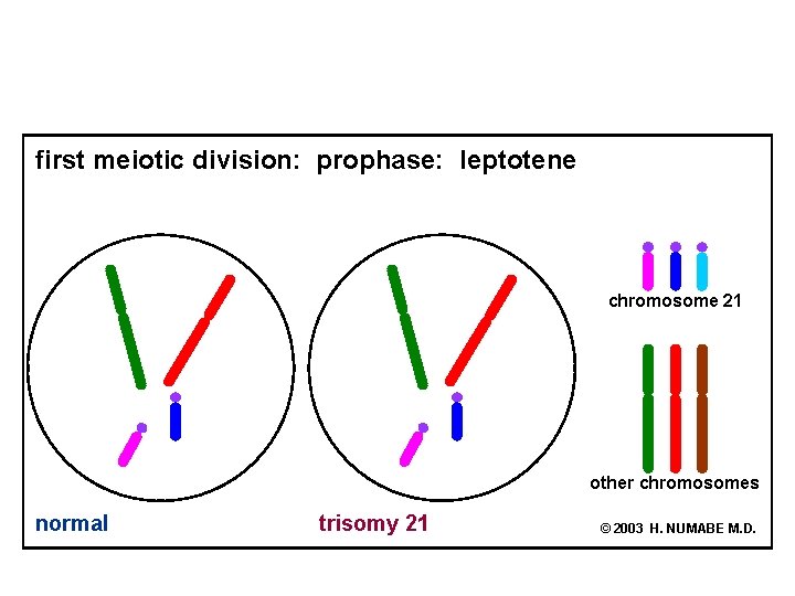 first meiotic division: prophase: leptotene chromosome 21 other chromosomes normal trisomy 21 © 2003