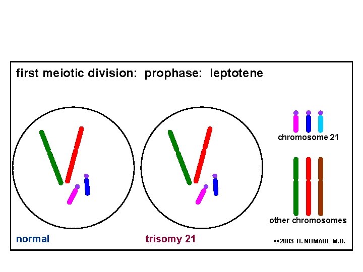 first meiotic division: prophase: leptotene chromosome 21 other chromosomes normal trisomy 21 © 2003