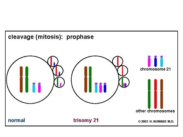 cleavage (mitosis): prophase chromosome 21 other chromosomes normal trisomy 21 © 2003 H. NUMABE