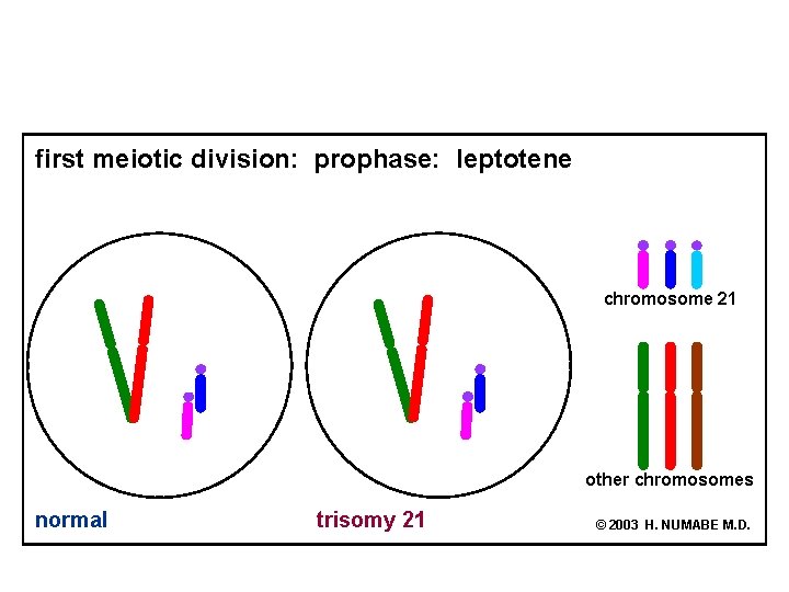 first meiotic division: prophase: leptotene chromosome 21 other chromosomes normal trisomy 21 © 2003