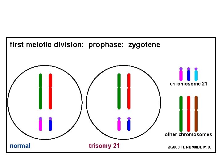 first meiotic division: prophase: zygotene chromosome 21 other chromosomes normal trisomy 21 © 2003