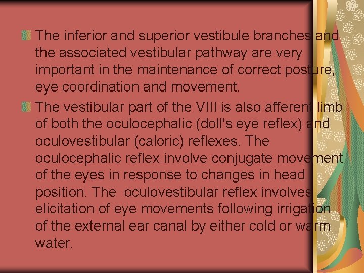 The inferior and superior vestibule branches and the associated vestibular pathway are very important