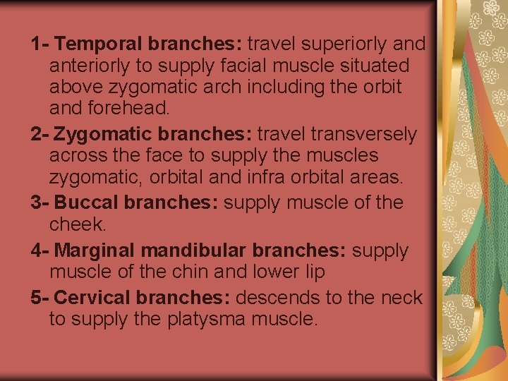 1 - Temporal branches: travel superiorly and anteriorly to supply facial muscle situated above