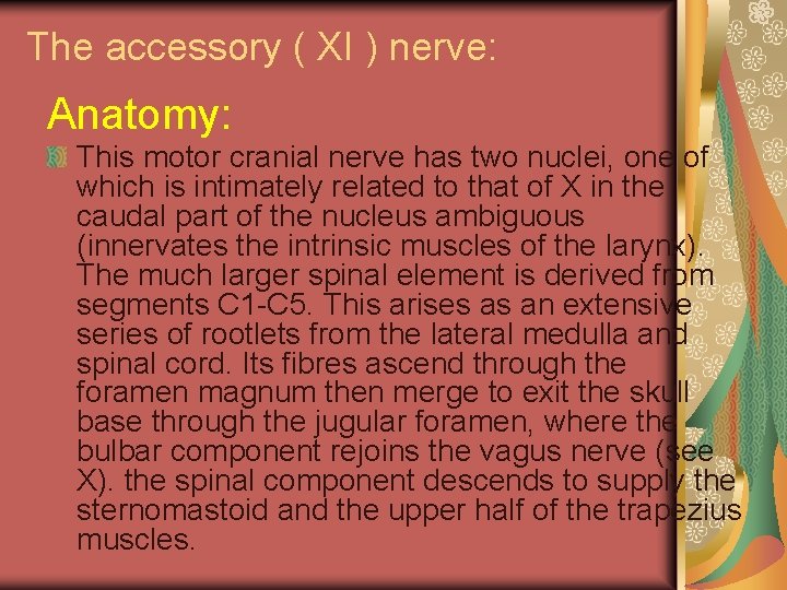 The accessory ( XI ) nerve: Anatomy: This motor cranial nerve has two nuclei,