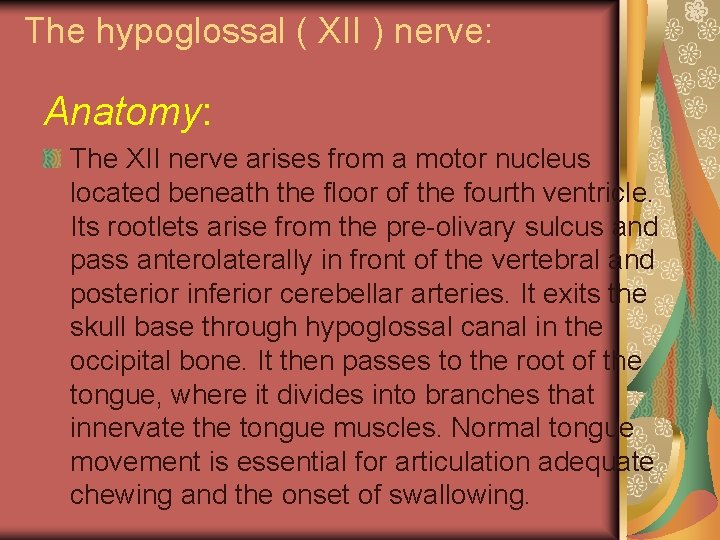 The hypoglossal ( XII ) nerve: Anatomy: The XII nerve arises from a motor