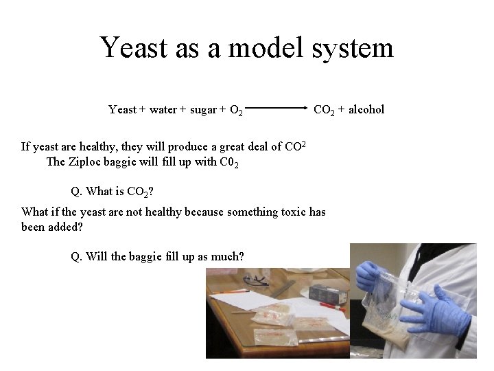 Yeast as a model system Yeast + water + sugar + O 2 CO