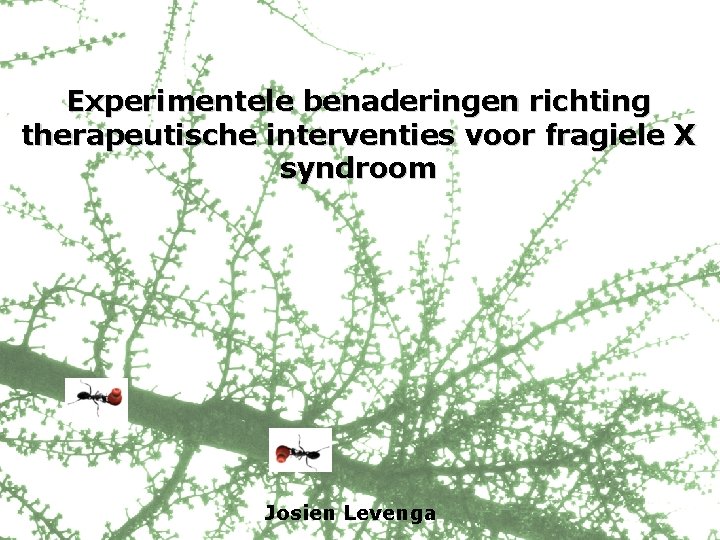 Experimentele benaderingen richting therapeutische interventies voor fragiele X syndroom Josien Levenga 