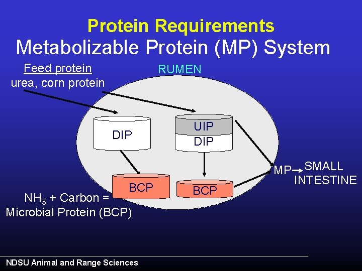 Protein Requirements Metabolizable Protein (MP) System Feed protein urea, corn protein RUMEN DIP UIP