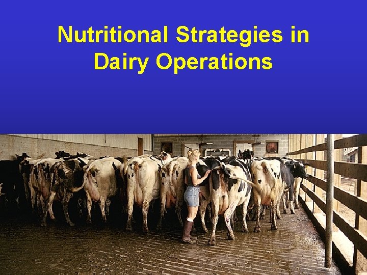 Nutritional Strategies in Dairy Operations NDSU Animal and Range Sciences 