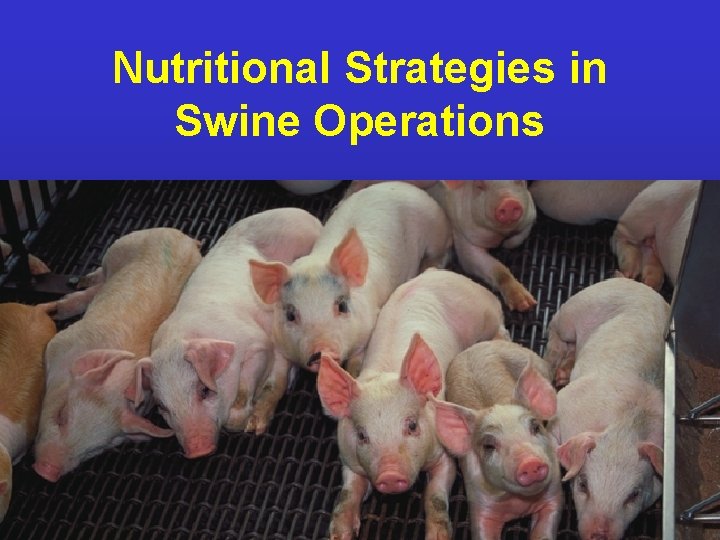 Nutritional Strategies in Swine Operations NDSU Animal and Range Sciences 