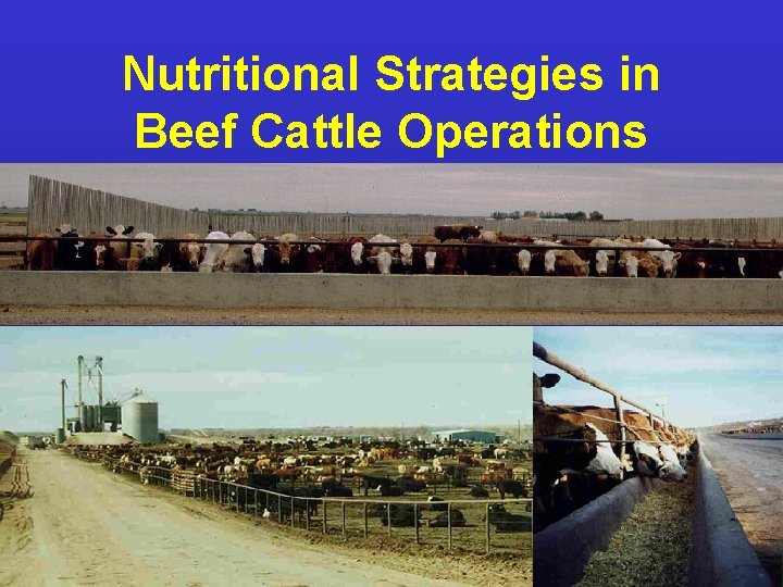 Nutritional Strategies in Beef Cattle Operations NDSU Animal and Range Sciences 