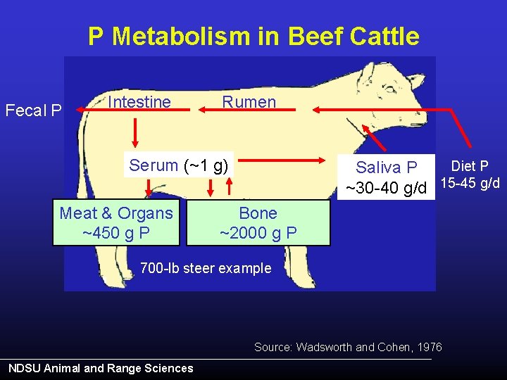 P Metabolism in Beef Cattle Fecal P Intestine Rumen Serum (~1 g) Meat &