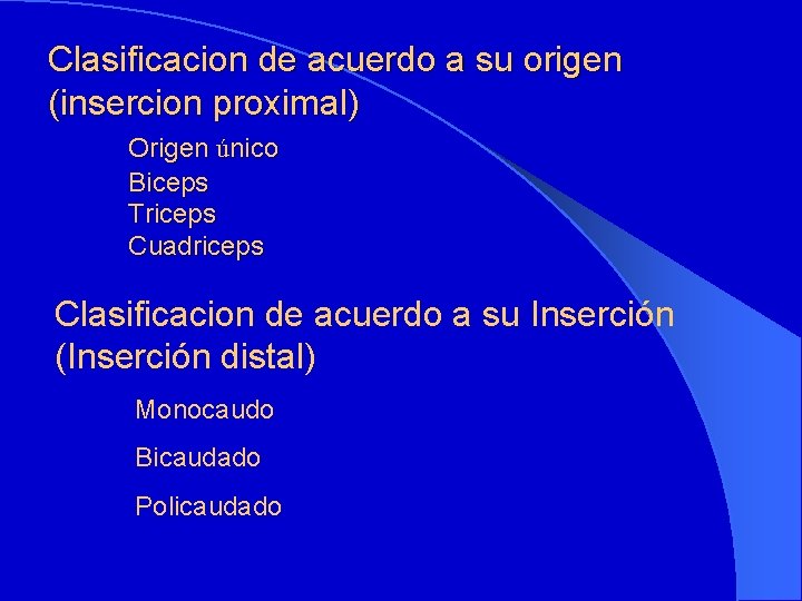 Clasificacion de acuerdo a su origen (insercion proximal) Origen único Biceps Triceps Cuadriceps Clasificacion