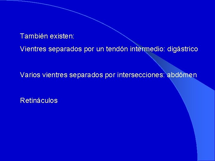 También existen: Vientres separados por un tendón intermedio: digástrico Varios vientres separados por intersecciones: