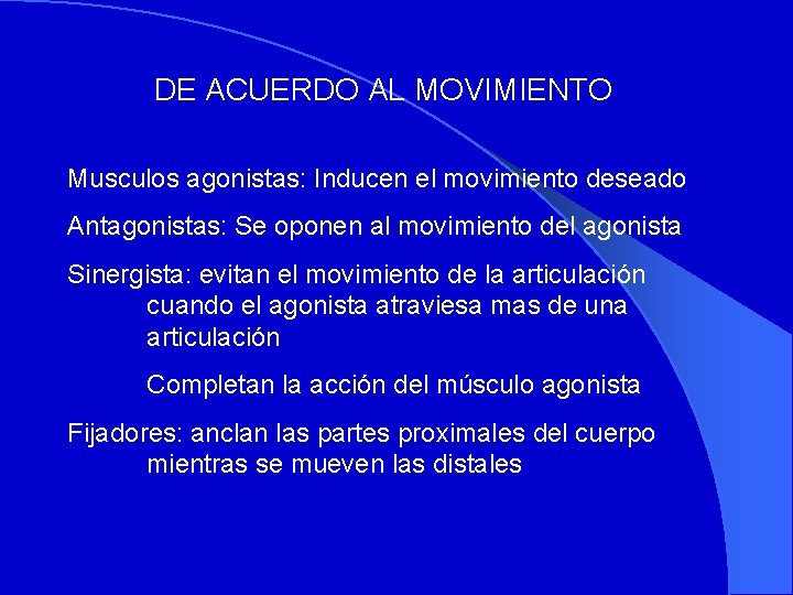 DE ACUERDO AL MOVIMIENTO Musculos agonistas: Inducen el movimiento deseado Antagonistas: Se oponen al