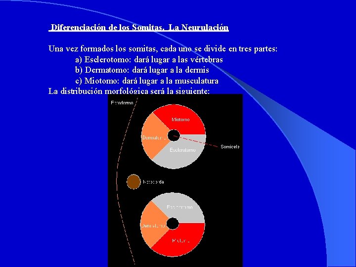  Diferenciación de los Somitas. La Neurulación Una vez formados los somitas, cada uno