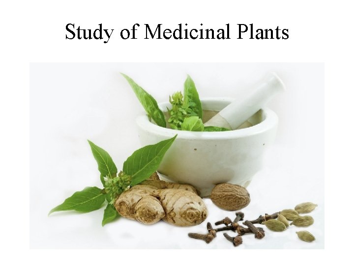 Study of Medicinal Plants 