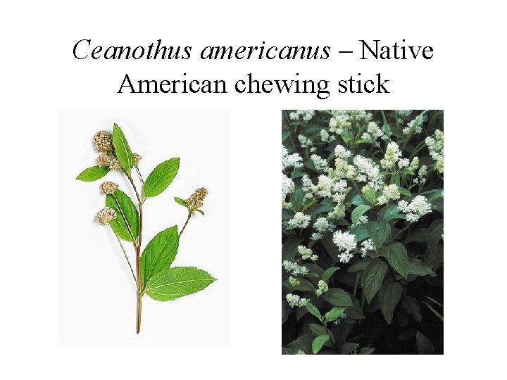 Ceanothus americanus – Native American chewing stick 