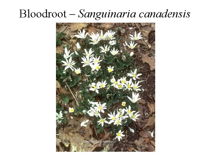 Bloodroot – Sanguinaria canadensis 