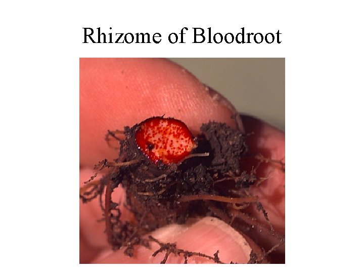 Rhizome of Bloodroot 