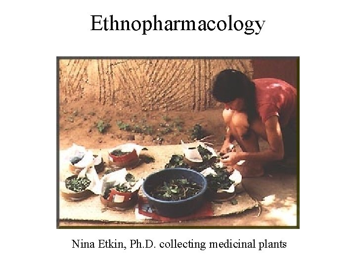 Ethnopharmacology Nina Etkin, Ph. D. collecting medicinal plants 