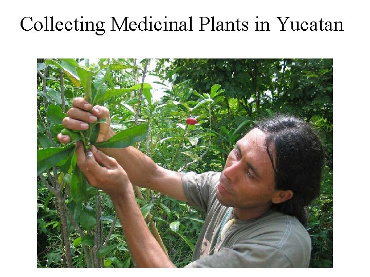 Collecting Medicinal Plants in Yucatan 