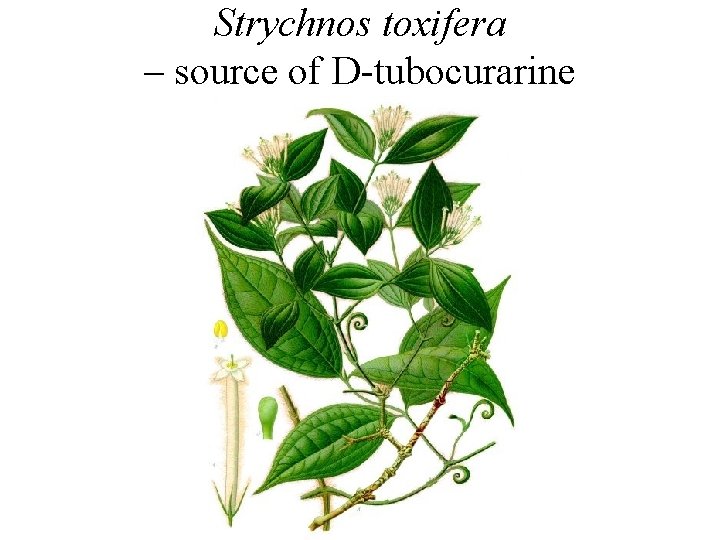 Strychnos toxifera – source of D-tubocurarine 