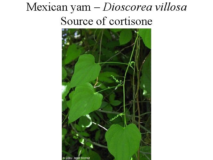 Mexican yam – Dioscorea villosa Source of cortisone 