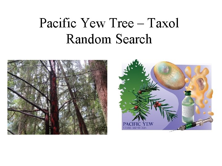 Pacific Yew Tree – Taxol Random Search 