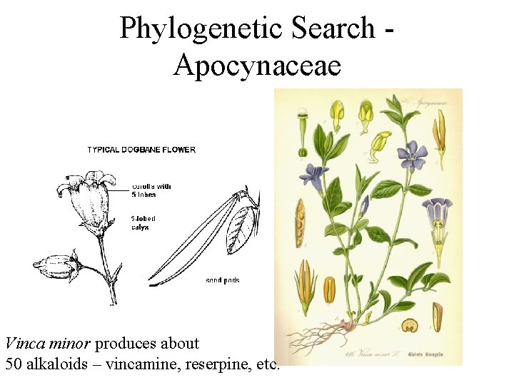 Phylogenetic Search Apocynaceae Vinca minor produces about 50 alkaloids – vincamine, reserpine, etc. 